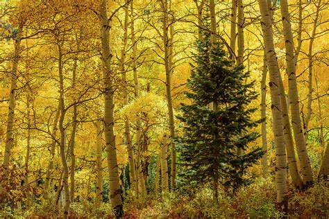 Evergreen in the Aspen Grove Photograph by James Covello - Fine Art America