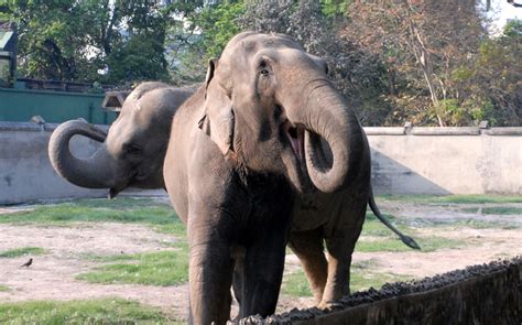 Alipore Zoological Garden Timings: Contact Number, Route Map, Ticket ...