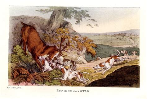 STAG HOUNDS HUNTING DEER, RUNNING INTO A STAG, COLOR ANTIQUE STAG HOUND ...