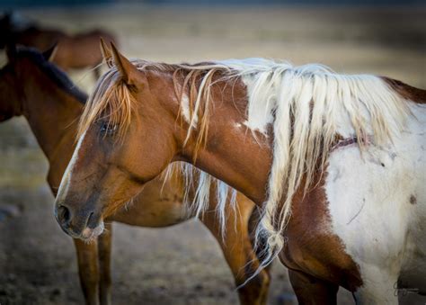 Wild Horse Photography – July 27 Onaqui Herd | Photography of Wild ...