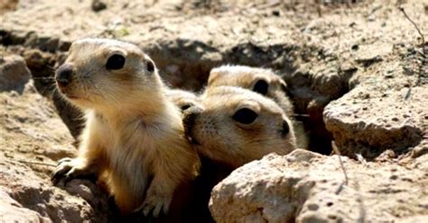 Prairie Dog Burrows | Wallpapers Gallery