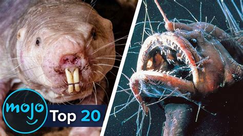 Ugliest Animals