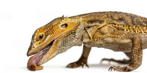 Bearded Dragon Diet 101: The Ultimate Beardie Diet Guide