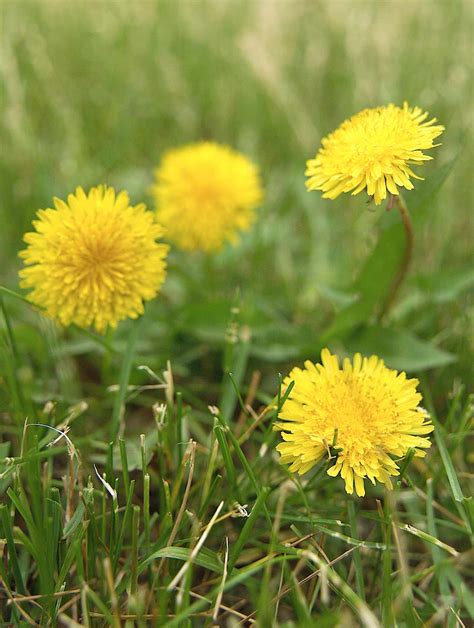 Fizz Synergy: Invasive Lawn Weed With Yellow Flowers - Lawn Weed With ...