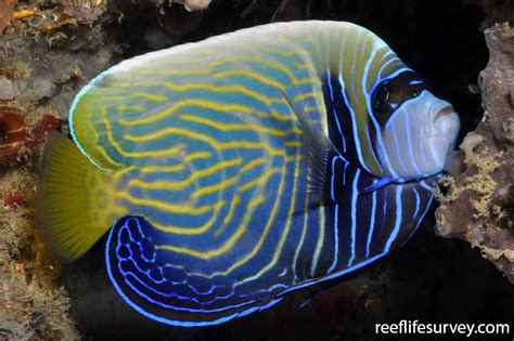 Pomacanthus imperator - Emperor Angelfish | ReefLifeSurvey.com