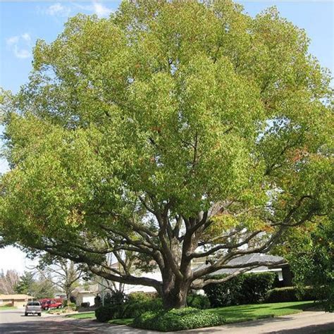 Buy cinnamomum camphora, camphor tree - 0.5 kg seeds online from Nurserylive at lowest price