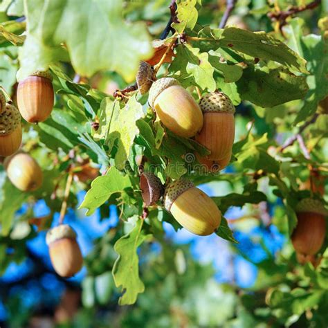 Acorns on the Branch of an Oak Tree Stock Photo - Image of branch, park ...