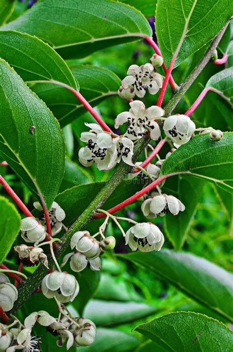 Kiwi Male Flower on Tree. Kiwifruit Actinidia Stock Photo - Image of floral, leaf: 159468774