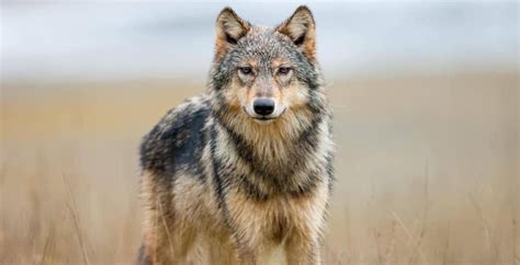 80% of wolves could be killed under expansion of BC program: Group | News