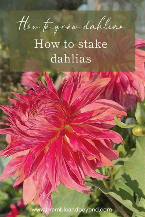 Dahlias for Free: A Beginner's Guide to Propagation From Dahlia Cuttings | Bramble and Beyond