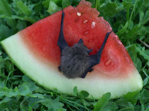 Fruit Bats Eating