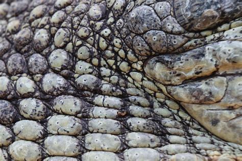 Crocodile skin stock image. Image of skin, surface, jaws - 32993173