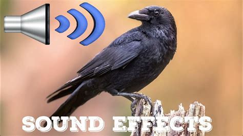 CROW sound Effects - YouTube