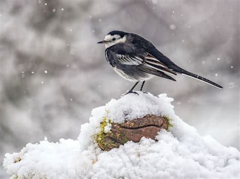 Black and White Birds in the UK (Identification Guide) | Birdfact