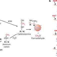 Reaction mechanisms for methyl group removal.a, Two potential chemical... | Download Scientific ...