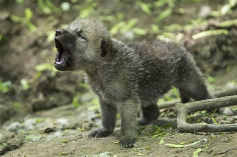 Picture of the Day: Howling Arctic Wolf Cub » TwistedSifter