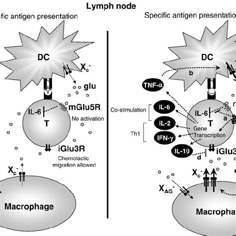 Function of glutamate receptors in resting T cells. Glutamate receptors... | Download Scientific ...