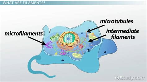 What Is The Cytoskeleton And What Is Its Function - slideshare