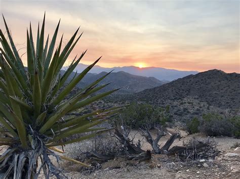 California Desert Joshua Tree - Free photo on Pixabay - Pixabay