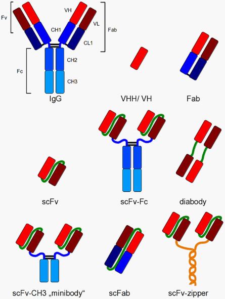 Recombinant Antibody Overview | Sino Biological