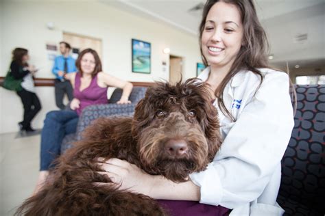 UF veterinarians save dog with tetanus infection » College of Veterinary Medicine » University ...