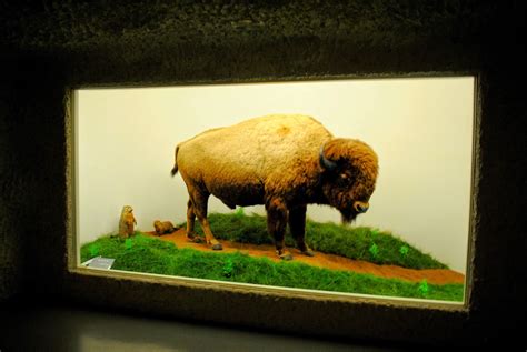 The Carpetbagger: Mammoth Cave Wildlife Museum