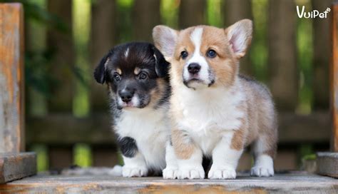 Giá Chó Corgi bao nhiêu? Bảng Giá Chó Corgi mới chuẩn nhất