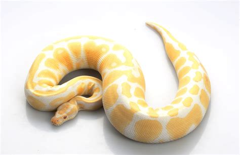 Albino Ball Python Morph Guide & Care Sheet - Reptile Advisor