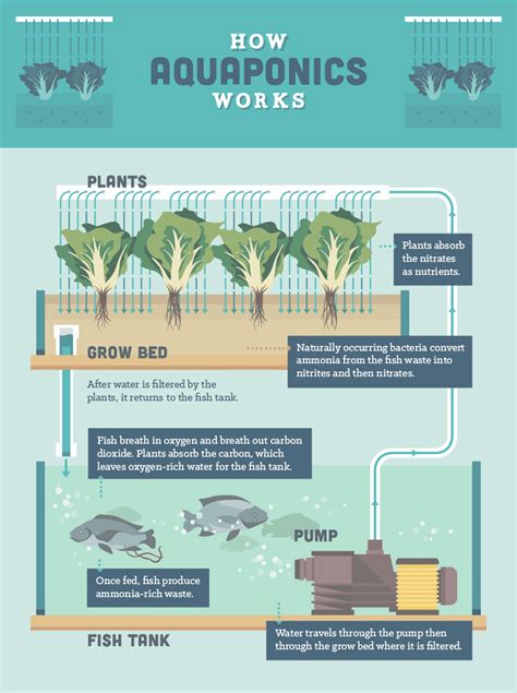 Aquaponics System With Fish