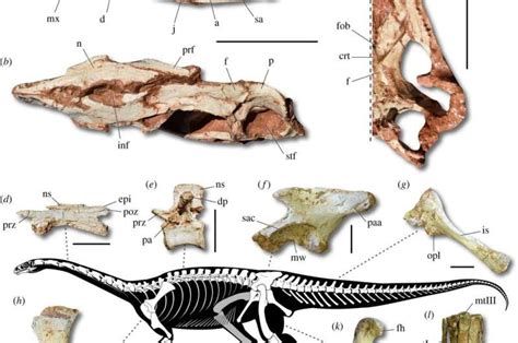 Three ancient skeletons, ancestors of giant dinosaurs, unearthed in Brazil