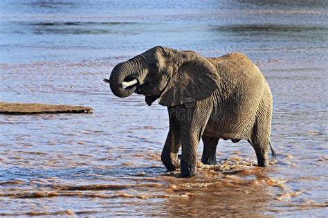 African Elephants in the Savannah Stock Image - Image of wildlife ...