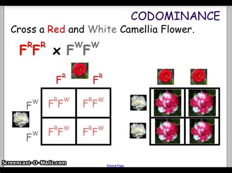 Codominance Examples Punnett Square