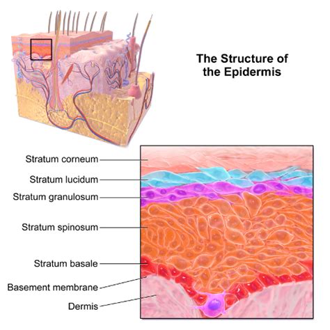 Layers of Skin, A Brief, Introductory View | Just About Skin