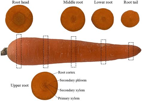 Schematic diagram of carrot sample preparation | Download Scientific Diagram