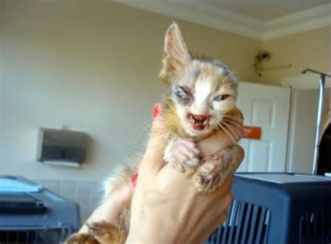 Disfigured Cat Gets A New Lease On Life Thanks To One Special Young Girl | iHeartCats.com