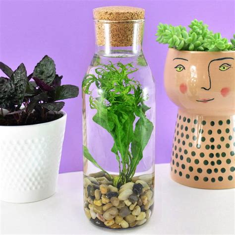 DIY Water Bottle Terrarium | DIYIdeaCenter.com