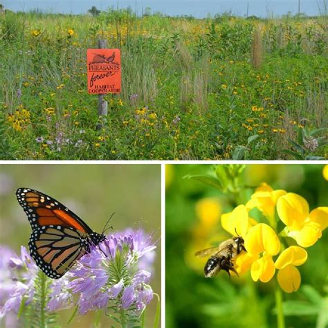 New partnership blooms for Corteva, 4-H, and pollinator habitat | AGDAILY