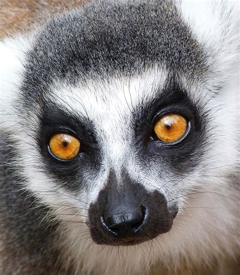 Glowing Lemur Eyes by Margaret Saheed