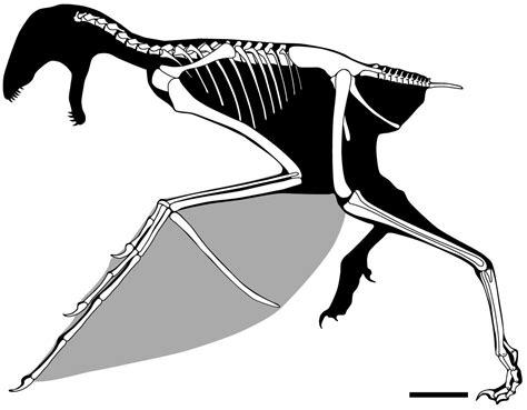 Species New to Science: [Paleontology • 2019] Ambopteryx longibrachium • A New Jurassic ...