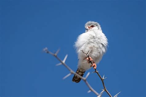 Pygmy Falcon – Field Guide, Pictures, Habitat, and Info - Optics Mag