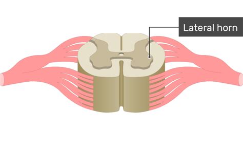 Spinal Cord Gray Matter Anatomy