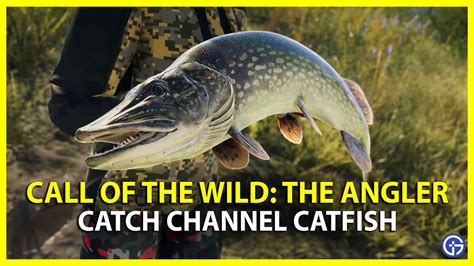 How To Catch Channel Catfish In Call Of The Wild The Angler