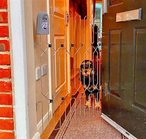 This Unique Front Door Dog Gate Prevents Your Pooch From Escaping When ...