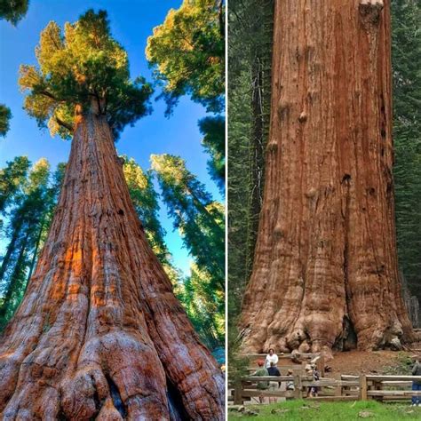 1Pic - The General Sherman Tree, Location Giant Forest of Sequoia ...