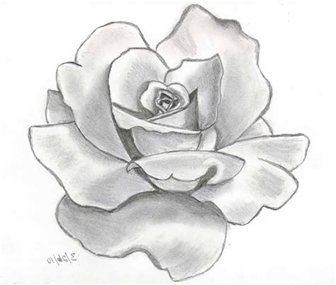 Rose Drawing Realistic at GetDrawings | Free download