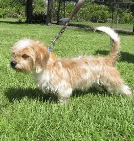 Learn More About the Shih Tzu Dachshund Mix aka the Schweenie