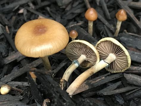 Psilocybe stuntzii: Blue Ringers Identification, Potency, Effects & Dosage