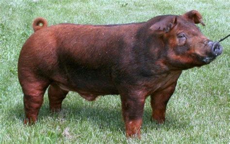 Duroc Pastured Pigs, Hog Heaven, Hog Hunting, Pig Farming, Bovine ...