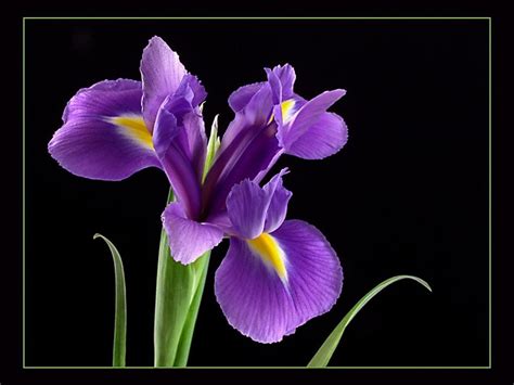 Purple Irises Wallpapers - Wallpaper Cave