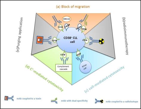 11 Potential applications of CD38 as a therapeutic target (adapted from... | Download Scientific ...